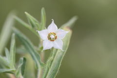 Trichodesma zeylanicum